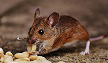 24 Hour & Emergency Exterminators in Talladega, AL